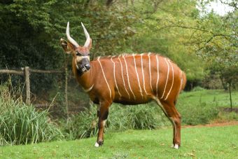 Bongo_Blijdorp - 20181024.jpg